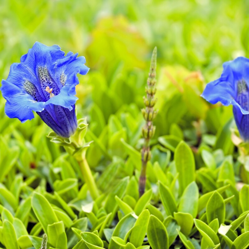 Les Parfums Fleurs de la Montagne