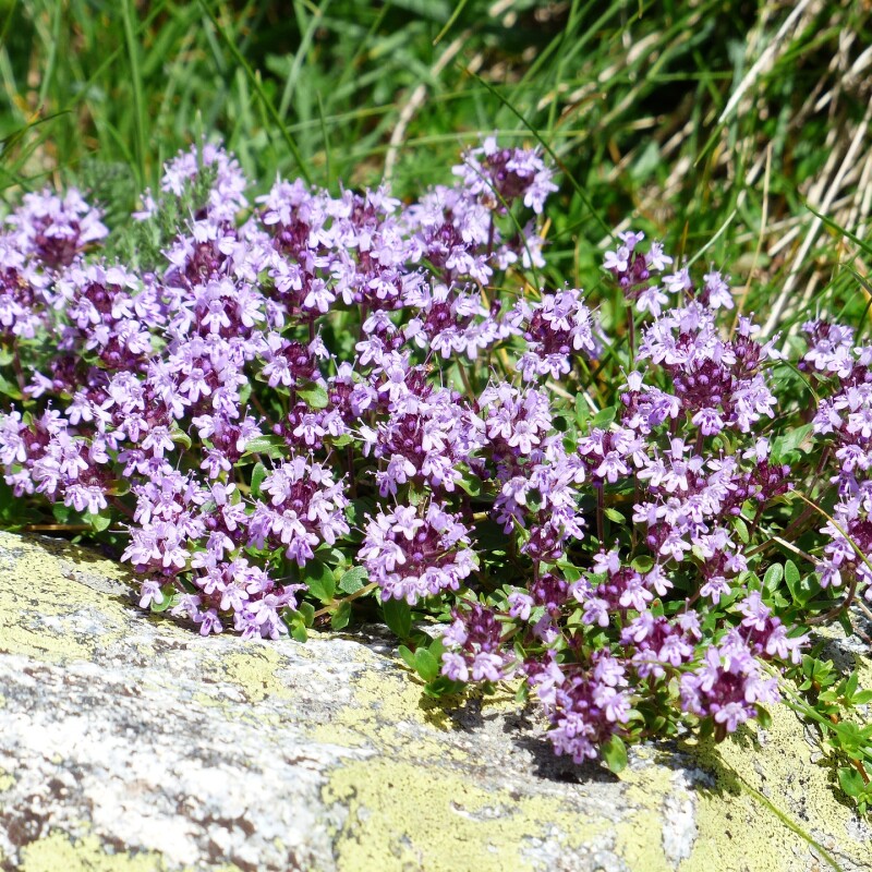 Parfums Fleurs de la Montagne