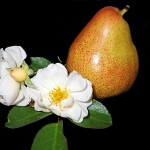 FRAGRANCE DUPE: Nectar Poire Tubéreuse